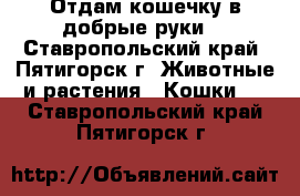 Отдам кошечку в добрые руки. - Ставропольский край, Пятигорск г. Животные и растения » Кошки   . Ставропольский край,Пятигорск г.